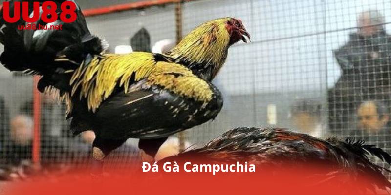 Đá Gà Campuchia – Trải Nghiệm Thực Chiến Đỉnh Cao Cùng UU88