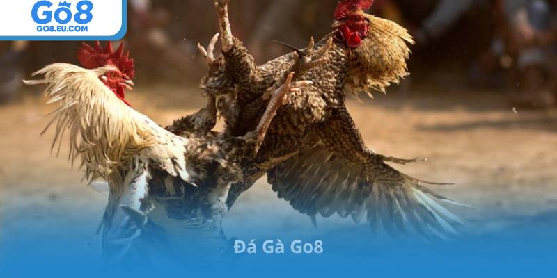 Đá Gà Go8 – Kết Nối Đam Mê, Xây Dựng Cộng Đồng Chiến Kê Lớn Nhất