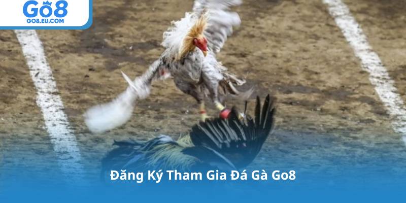 Đăng Ký Tham Gia Đá Gà Go8