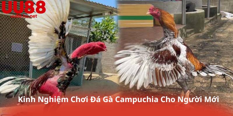 Kinh Nghiệm Chơi Đá Gà Campuchia Cho Người Mới